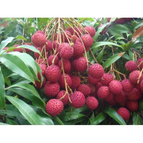Vivaio Garden Forest – Litchi chinensis 'Mauritius' – Plante tropicale à fruits ronds – Exposition ensoleillée – Maturité en automne – Fruits riches en vitamine C