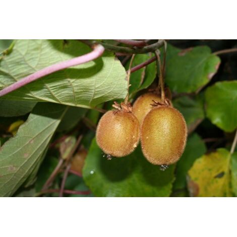 Kiwi Actinidia chinensis pot autofertile 18cm h 150cm