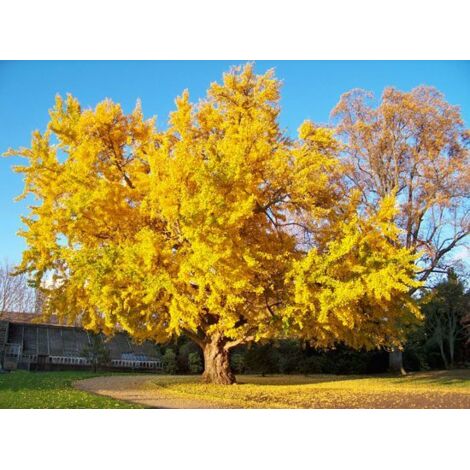Vivaio Garden Forest – Ginkgo biloba arbre 18 cm – Feuillage en éventail vert clair à jaune – Hauteur jusqu'à 30 mètres – Origine Chine