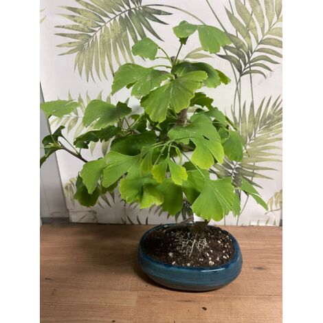 Vivaio Garden Forest – Ginkgo biloba bonsaï – Arbre à feuillage vert – Hauteur 20 cm – Pot Empire 35/40 – Photos réelles (1/4)