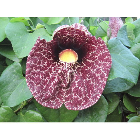 Aristolochia gigantea H 170CM PHOTOS RÉELLES