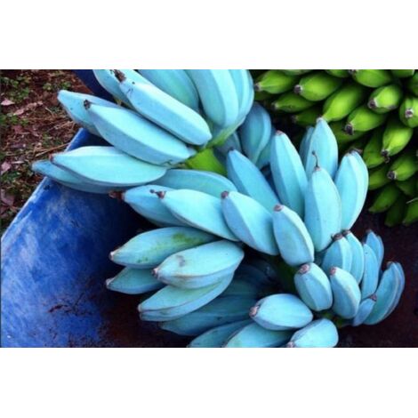 BANANO BLUE JAVA 'Musa Acuminata' plante en pot h. 140 cm photos réelles