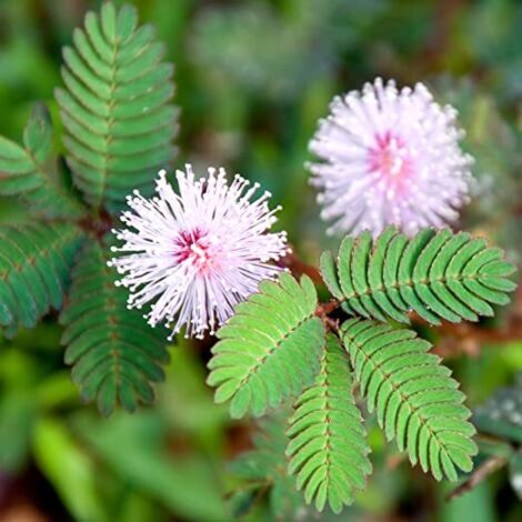 senstitiva plante d'acacia, mimosa pudica, mimosa sensitiva photos réelles