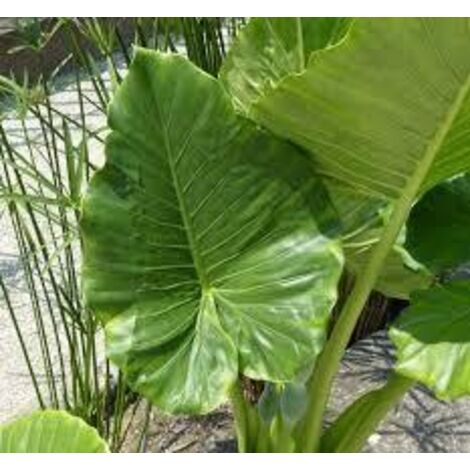 ALOCASIA MACRORRHHIZA, BOUCLE D'OREILLE ELEPHANT, PHOTOS RÉELLES h 80cm