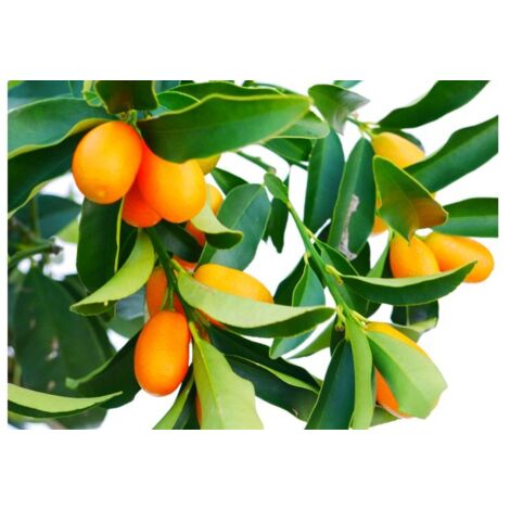 Plante de mandarine chinoise, Fortunella, Pot de kumquat 20cm