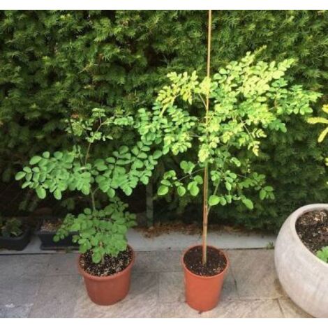 Vivaio Garden Forest – Moringa oleifera – Arbre fruitier 4 à 10m – Exposition ensoleillée – Feuillage dense comestible – Riche en vitamines et minéraux
