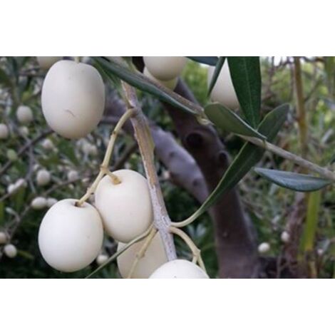 Vivaio Garden Forest – Olivier Leucocarpa – Olives blanches – Port ascendant – Feuilles vert foncé – Fruits ivoire à maturité – Bonne productivité