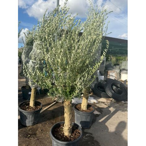 olea europaea fusto koroneiki vaso 55 (foto reali)