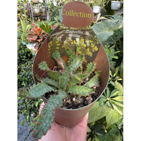 Pianta di Haworthia Limifolia vera succulenta grassa ornamentale arredo Pianta di Haworthia Limifolia vera succulenta grassa ornamentale arredo