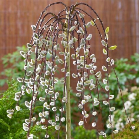 Salix Caprea Pendula saule caprea