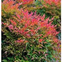 Vivaio Garden Forest – Nandina domestica Gulf Stream nain – Arbuste compact à feuillage persistant – Couleur rouge-orange en hiver – Pot 18cm