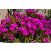 Vivaio Garden Forest – Fuchsia lampranthus en pot 17cm – Plante rustique pour plein soleil – Fleurs colorées de l'été à l'automne – Sol drainant recommandé