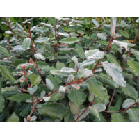 Vivaio Garden Forest – Eleagnus Ebbingei arbuste 24cm – Feuillage persistant vert foncé – Résistant au froid et au vent – Idéal pour haies et brise-vent