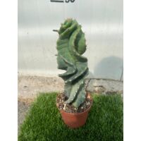 Vivaio Garden Forest – Cereus forbesii spiralis – Cactus plante succulente en pot 10,5 cm – Exposition plein soleil – Facile à cultiver