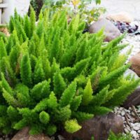 Vivaio Garden Forest – Plante asparagus densiflorus myersii – Plante vivace fleurie – Hauteur 60cm – Exposition plein soleil – Feuillage persistant