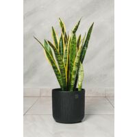 Plante Sansevieria Pot 18cm photo réelle H 60 cm