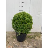 USINE DE BUXUS À BILLES
