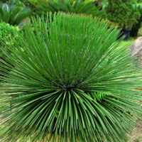 Vivaio Garden Forest – Agave bleu d'Amérique – Plante grimpante à feuillage charnu – Exposition ensoleillée – Idéale pour jardins méditerranéens