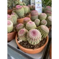 Vivaio Garden Forest – Echinocereus rigidissimus var. rubrispinus – Cactus arc-en-ciel – Fleurs rose-rouge – Sol acide et bien drainé