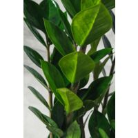 Zamioculcas Zamilifolia plante Padre Pio photos réelles H 100cm