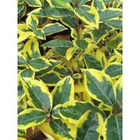 Vivaio Garden Forest – Arbuste Eleagnus x ebbingei aureovariegata – Hauteur 2-3m – Largeur 1,5-2m – Feuillage persistant vert foncé bordé de jaune – Fleurs blanches parfumées en automne