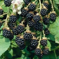 Rubus Fruticosa Mora plant H 100 cm