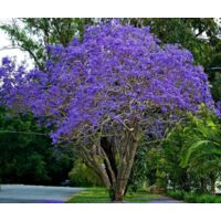 Vivaio Garden Forest – Jacaranda mimosifolia (Glycine) arbre 20m – Fleurs bleu/lilas en grappes – Feuillage vert éclatant – Pot de 18cm