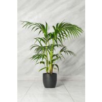 Kenzia Kentia Howea forsteriana en pot 21cm photo réelle H 140cm plante réelle