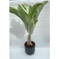 Cyphostemma juttae cissus juttae pot 17cm H 70cm photos réelles