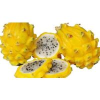 Vivaio Garden Forest – Hylocereus undatus – Pitaya fruit du dragon jaune – Plante grimpante 70cm – Fleur nocturne blanche et jaune – Exposition lumineuse indirecte