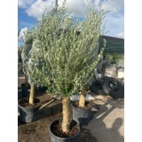Vivaio Garden Forest – Olivier 'Koroneiki' en pot Ø 55 cm – Feuillage argenté étroit – Résistant au vent et à la sécheresse – Pour jardins méditerranéens
