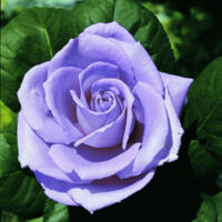 Vivaio Garden Forest – Rosier BLUE MONDAY rose – Plante à fleurs lilas-mauve – Hauteur 80-100 cm – Parfum intense et fruité – Floraison de juin à septembre