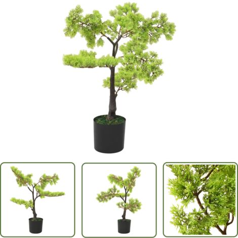 birkenfeige ficus benjamini kaufen Birkenfeige Ficus benjamina 'Twilight' main image 1