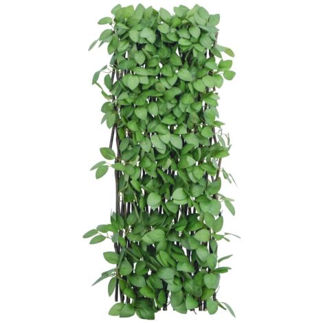 mammutbaum bonsai kaufen Urweltmammutbaum (Metasequoia glyptostroboides) Container/Quickpot online  kaufen bei HS Baum