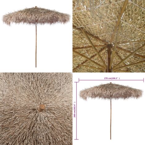 schwarzer bambus pflanzen Kaufen Sie jetzt Staude Bambus Phyllostachys schwarz - Winterhart