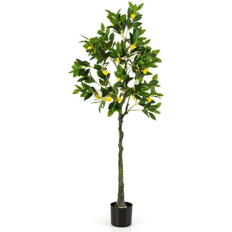 Acquistare Albero di limone (Citrus Limon)? Ordinate online su