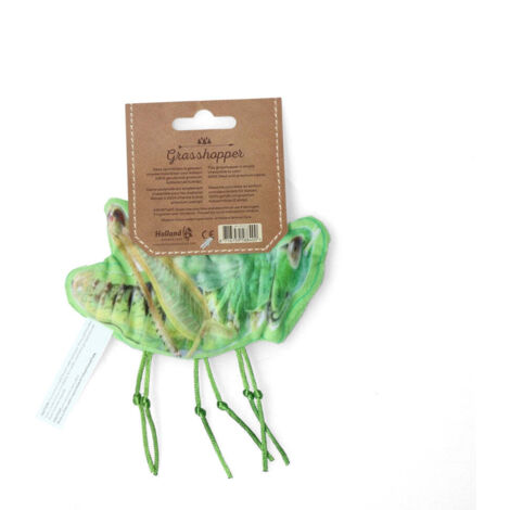 Tettigonioidea O Insetto Di Verde Della Cavalletta Nella Mano Della Natura D'esplorazione Di