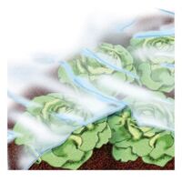 Bache jardin 1,5x50m 17 g/m2, blanc,