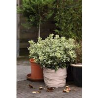 Protection Pot Toison 0,5x6m 50g/m2, beige