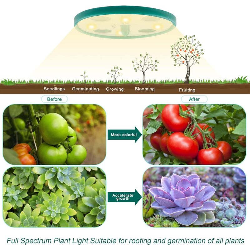 Kit Per Germinazione Semi - Vassoio Senza Suolo | Coltiva Germogli In Casa - Foto 3