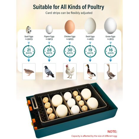 Incubadora automática de 10 huevos, incubadora de huevos, incubadora automática, volteador automático de huevos, control de temperatura y pantalla de humedad