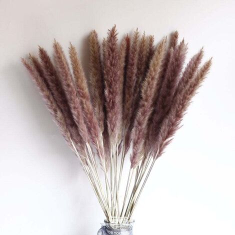 UlisemPetites fleurs séchées en roseau marron 15 épis de fleurs 25CM ou plus (1/4)