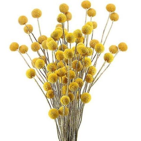 40 tallos de flores secas naturales, flores secas de Craspedia, ramo floral Billy Button Balls