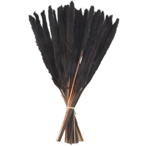 30 tallos de hierba negra de las pampas, secos y naturales, de 43 cm, para decoración de interiores. (1/4)