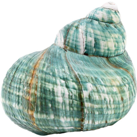 Rara concha marina verde natural de 10 cm para decoración de playa y océano. (1/4)