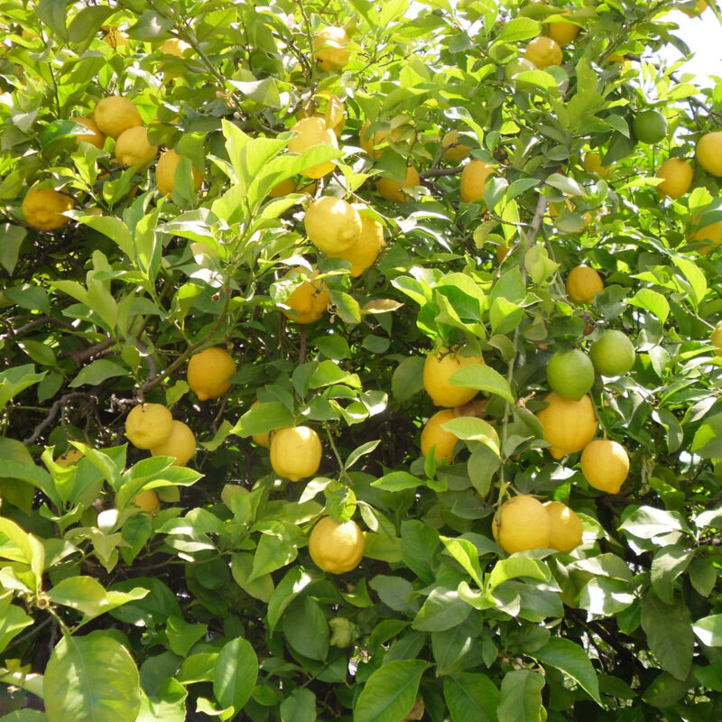 Citronnier '4 Saisons' En Godet - Bouture, Produit Des Citrons Toute L'année - 8