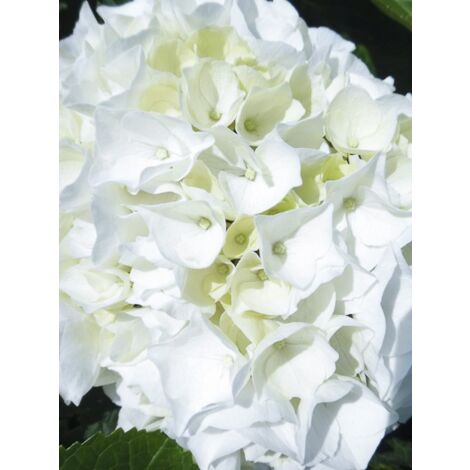 Hortensia - Hydrangea macrophylla Wudu (1/2)