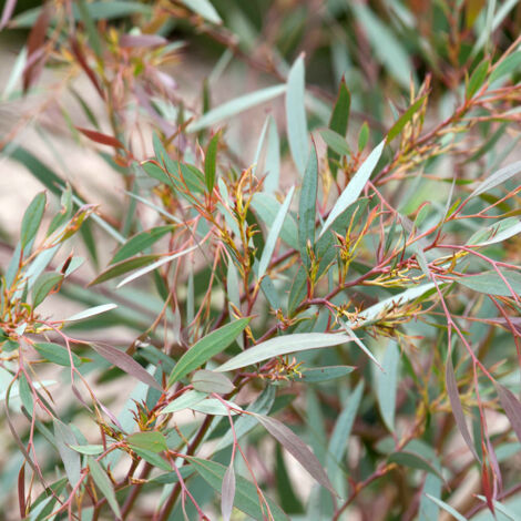 Eucalyptus mitchelliana - Gommier de Mount Buffalo Pot de 4L/5L, Pot anti-chignon