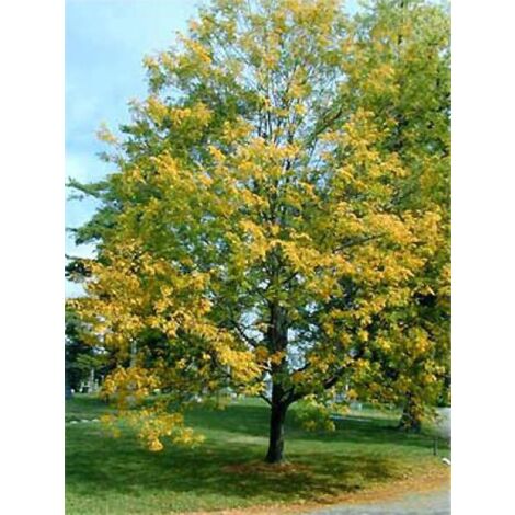 Févier d'Amérique 'Skyline' Pot de 12L/15L, Baliveau 125/150cm