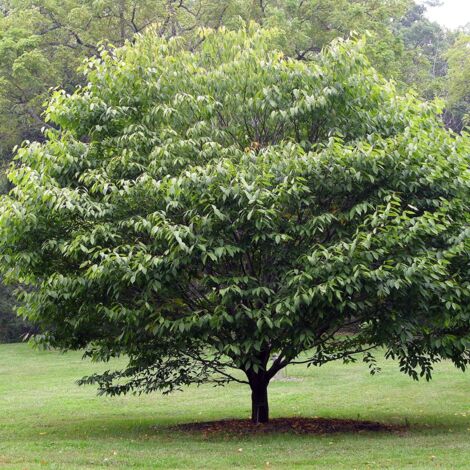 Erable à feuilles de charme – Acer carpinifolium – Pot de 7,5L/10L – Hauteur à maturité 700 cm – Feuillage marcescent caduc